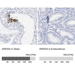 SPATA3 Antibody, Novus Biologicals:Antibodies:Primary Antibodies